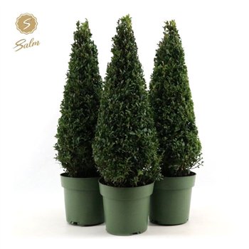 Buxus sempervirens semp  Pyramid 55cm P21cm diameter 75cm 21cm Q862