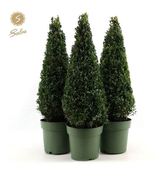 Buxus sempervirens semp  Pyramid 55cm P21cm diameter 75cm 21cm Q862