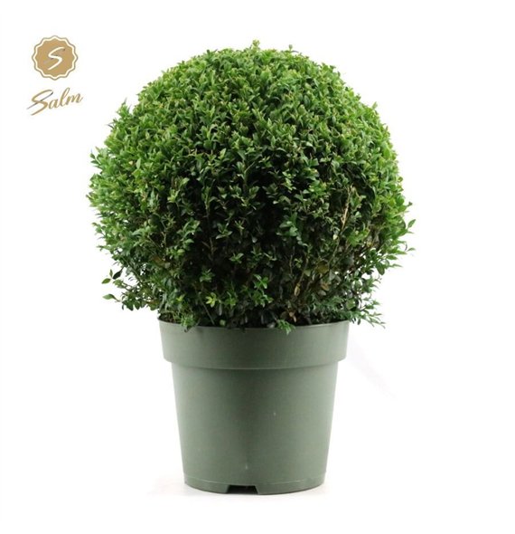 Buxus sempervirens semp  Ball O40cm P27cm diameter 53cm 27cm Q863