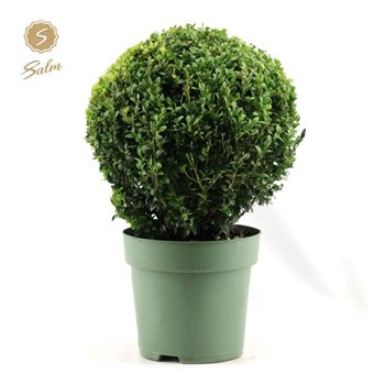 Buxus sempervirens semp  Ball O32cm P24cm diameter 46cm 24cm Q864