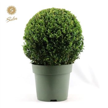 Buxus sempervirens semp  Ball O35cm P27cm diameter 48cm 27cm Q865