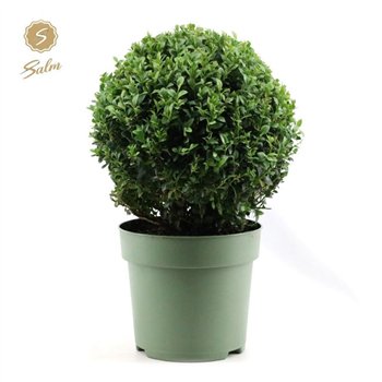 Buxus sempervirens semp  Ball O30cm P2330 cm diameter 44cm 23cm Q866