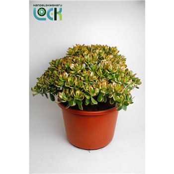 Crassula Sunset 65cm 44cm Q1032
