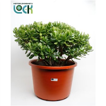 Crassula ovata Argentea Ovata 70cm 44cm Q1034