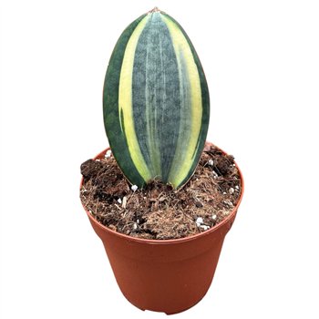 Taščin jezik - Sanseveria Masoniana 1 pp 20cm 14cm Q1084