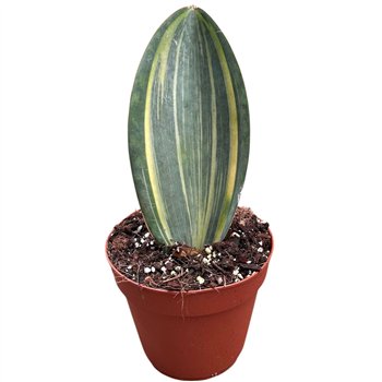 Taščin jezik - Sanseveria Masoniana Aurea 1 pp 20cm 14cm Q1157