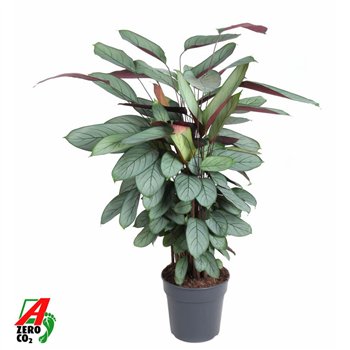 Kalateja Silverstar2 pp without flower fl 120cm 27cm Q2182