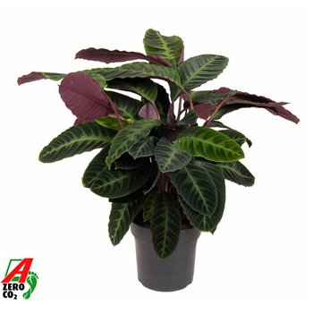 Kalateja warscewiczii Warscewicziizonder flower fl  2 pp 100cm 27cm Q2183