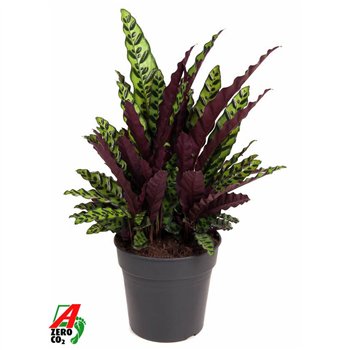 Kalateja lancifolia Lancifoliazonder flower fl  2 pp 80cm 27cm Q2185