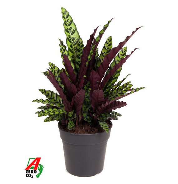 Kalateja lancifolia Lancifoliazonder flower fl  2 pp 80cm 27cm Q2185