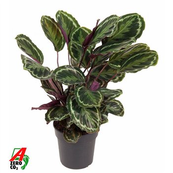 Kalateja medaillon Medaillon1 pp without flower fl 80cm 24cm Q2186