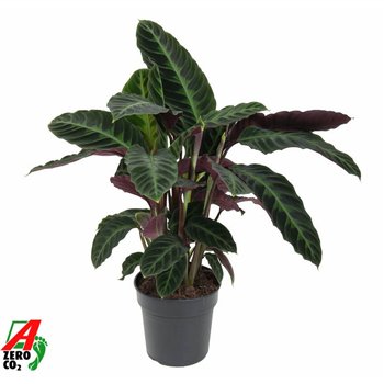 Kalateja warscewiczii Warscewiczii1 pp without flower fl 70cm 19cm Q2190