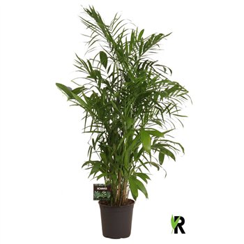 Chameadorea seifrizii Chamaedorea Seifrizii 1 pp 170cm 27cm Q2325