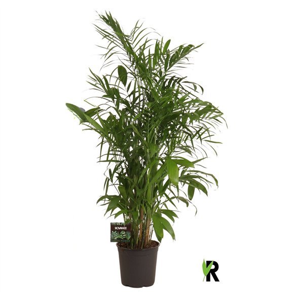 Chameadorea seifrizii Chamaedorea Seifrizii 1 pp 170cm 27cm Q2325