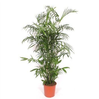 Chameadorea seifrizii Chamaedorea Seifrizii 20 pp 160cm 30cm Q2327