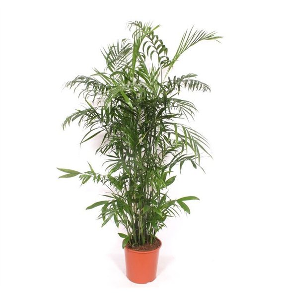 Chameadorea seifrizii Chamaedorea Seifrizii 20 pp 160cm 30cm Q2327