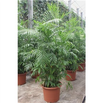 Chameadorea seifrizii Chamaedorea Seifrizii50 pp 240cm 55cm Q2328