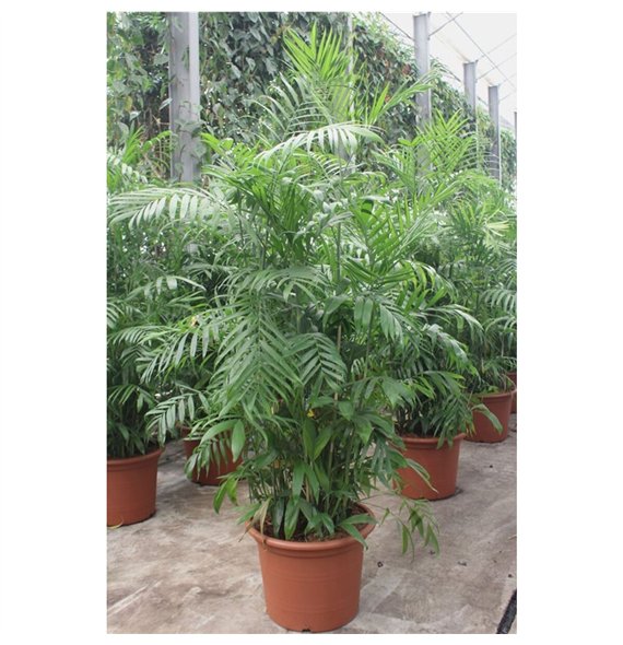 Chameadorea seifrizii Chamaedorea Seifrizii50 pp 240cm 55cm Q2328