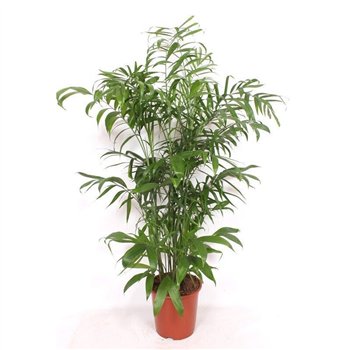 Chameadorea seifrizii Chamaedorea Seifrizii15 pp 160cm 27cm Q2329