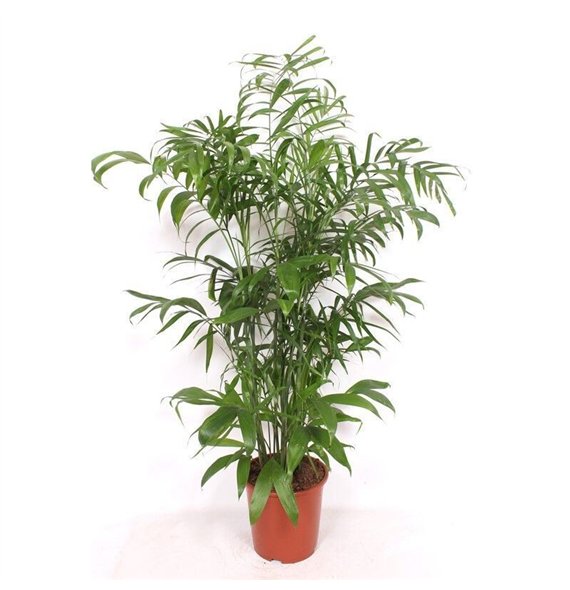 Chameadorea seifrizii Chamaedorea Seifrizii15 pp 160cm 27cm Q2329
