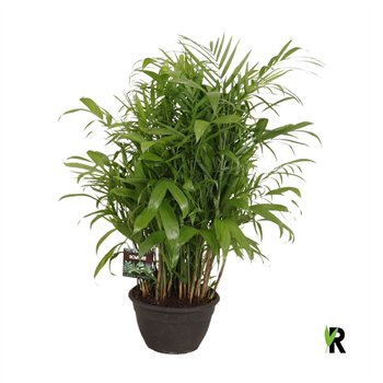 Chameadorea seifrizii Chamaedorea Seifrizii toef in sierpot 1 pp 120cm 35cm Q2330