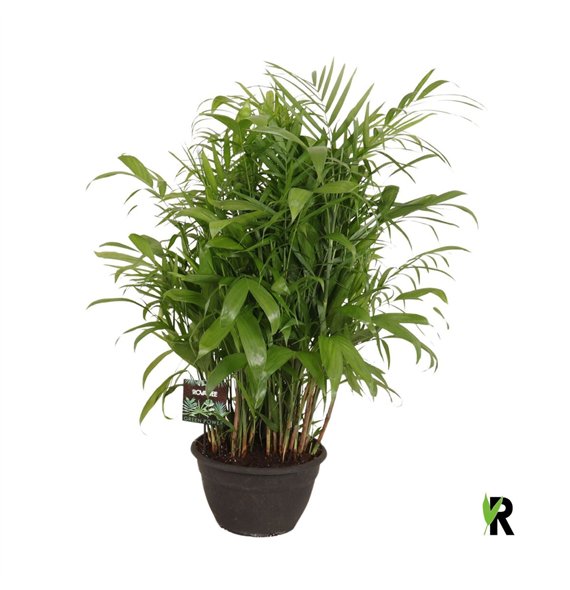 Chameadorea seifrizii Chamaedorea Seifrizii toef in sierpot 1 pp 120cm 35cm Q2330