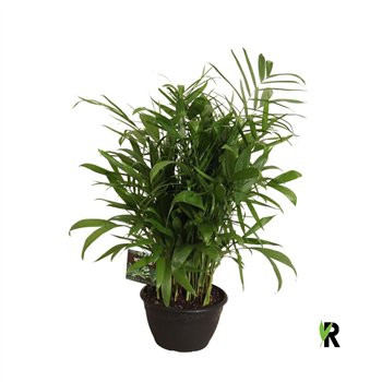 Chameadorea seifrizii Chamaedorea Seifrizii toef in sierpot 1 pp 100cm 30cm Q2331