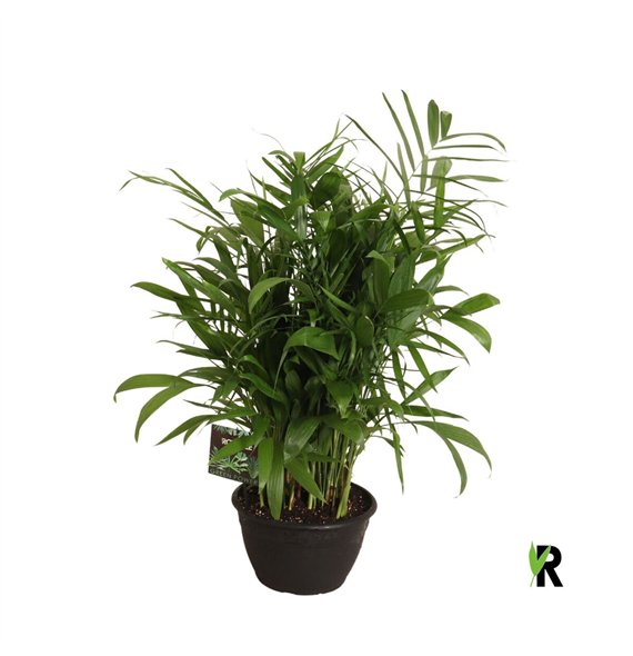 Chameadorea seifrizii Chamaedorea Seifrizii toef in sierpot 1 pp 100cm 30cm Q2331