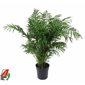 Chamaedorea elegans Elegans P2110 pp 80cm 21cm Q2338