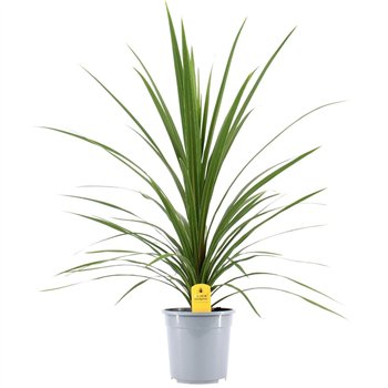 Cordyline peko Australis Verde1 pp 100cm 24cm Q2415