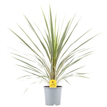 Cordyline variegata Australis Variegata1 pp 100cm 21cm Q2419