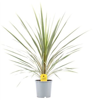 Cordyline variegata Australis Variegata1 pp 100cm 24cm Q2420