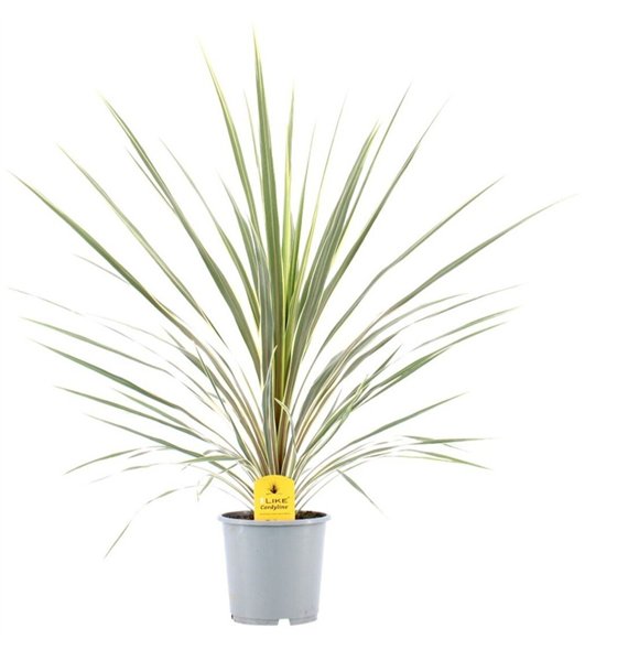 Cordyline variegata Australis Variegata1 pp 100cm 24cm Q2420
