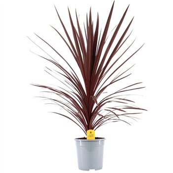 Cordyline australis red star Australis Red Star - 24cm1 pp 100cm 24cm Q2434