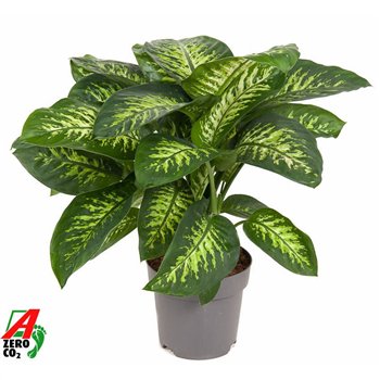 Dieffenbachia seguine reeva Reeva P242 pp 80cm 24cm Q2535