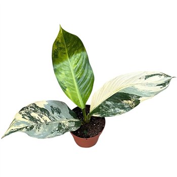 Plants Dieffenbachia Big Ben 4 pp 30-40cm 17cm Q2543