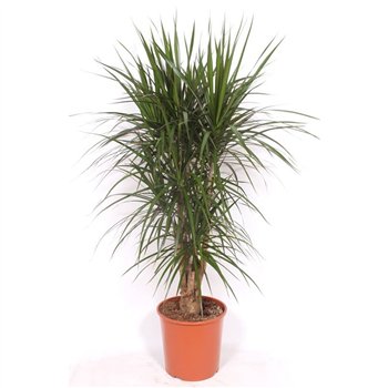 Dracena marginata marginata1 pp 130cm 30cm Q2547