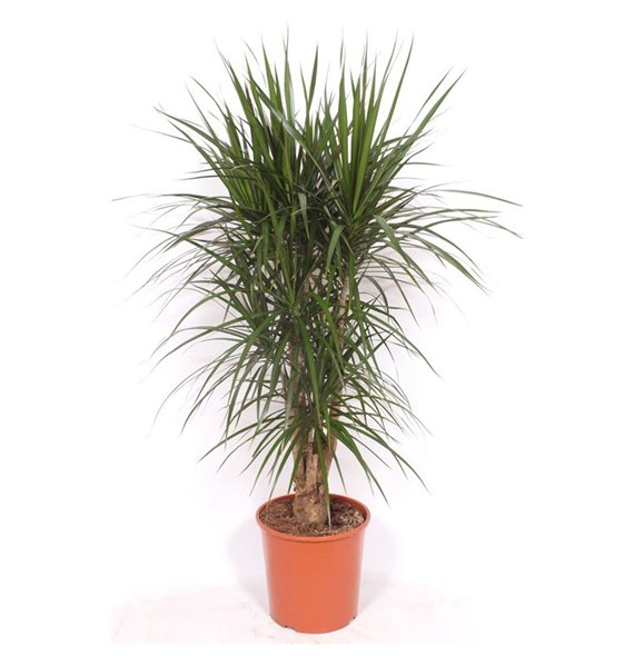 Dracena marginata marginata1 pp 130cm 30cm Q2547
