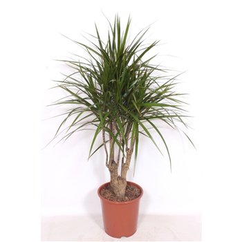 Dracena marginata marginata1 pp 110cm 27cm Q2548