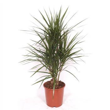 Dracena marginata marginata1 pp 110cm 24cm Q2549