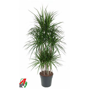 Dracena marginata Marginata 90-carrouselpp 160cm 31cm Q2551