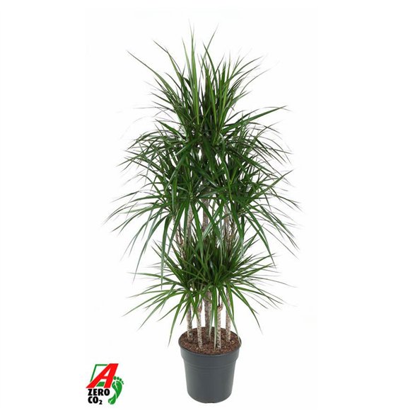 Dracena marginata Marginata 90-carrouselpp 160cm 31cm Q2551