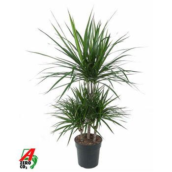 Dracena marginata Marginata 45-carrouselpp 100cm 21cm Q2552