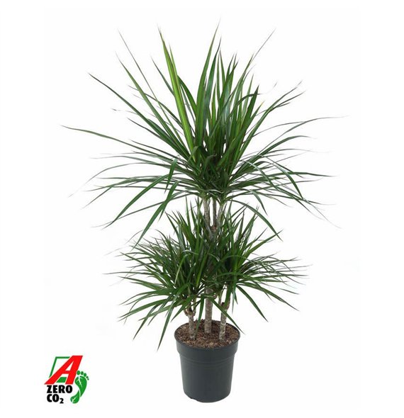 Dracena marginata Marginata 45-carrouselpp 100cm 21cm Q2552
