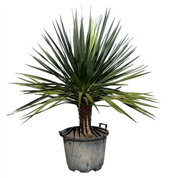 Dracena Draco - 170cm 1 pp 170cm 40cm Q2558