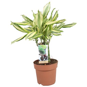 Dracena fragrans Diamonddream carroussel3 pp 50cm 17cm Q2560