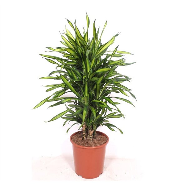 Dracena fragr  riki Riki10 pp 110cm 27cm Q2561