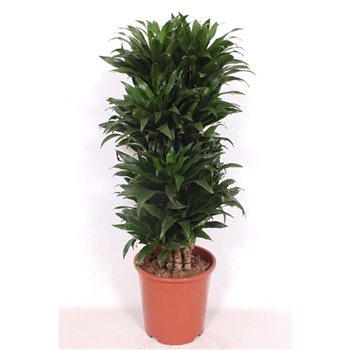 Dracena fragr  compacta Compactapp 100cm 27cm Q2562
