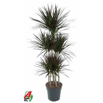 Dracena marg  magenta Magenta 90-carrouselpp 150cm 31cm Q2566