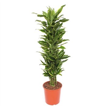 Dracena fragr  golden coast Golden Coastpp 140cm 30cm Q2567